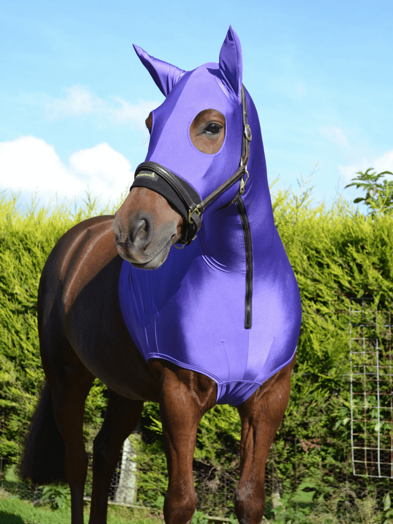 Horse wearing Purple HorzeHood WITH EARS