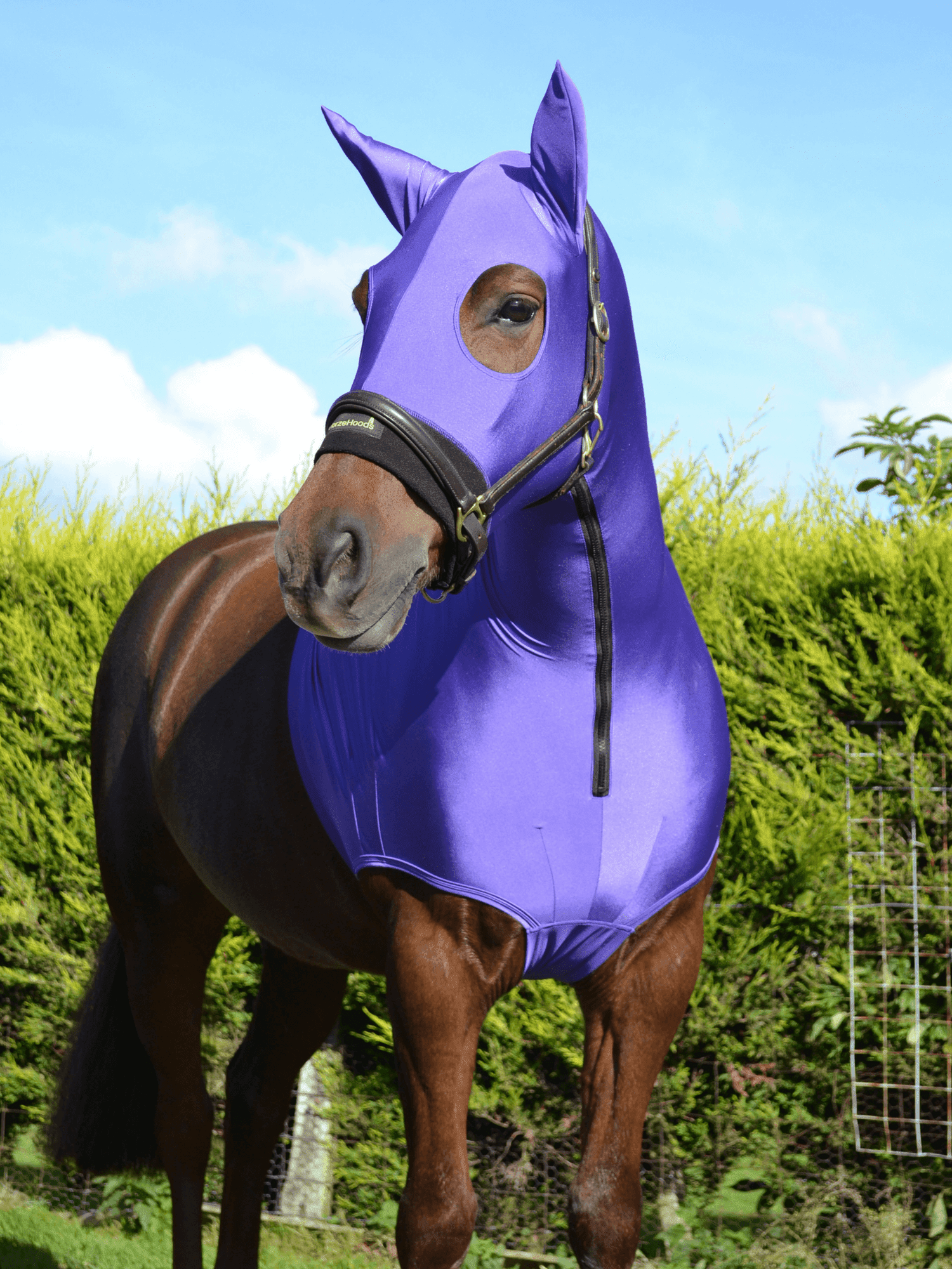 Horse wearing Purple HorzeHood with EARS for BIG Horses