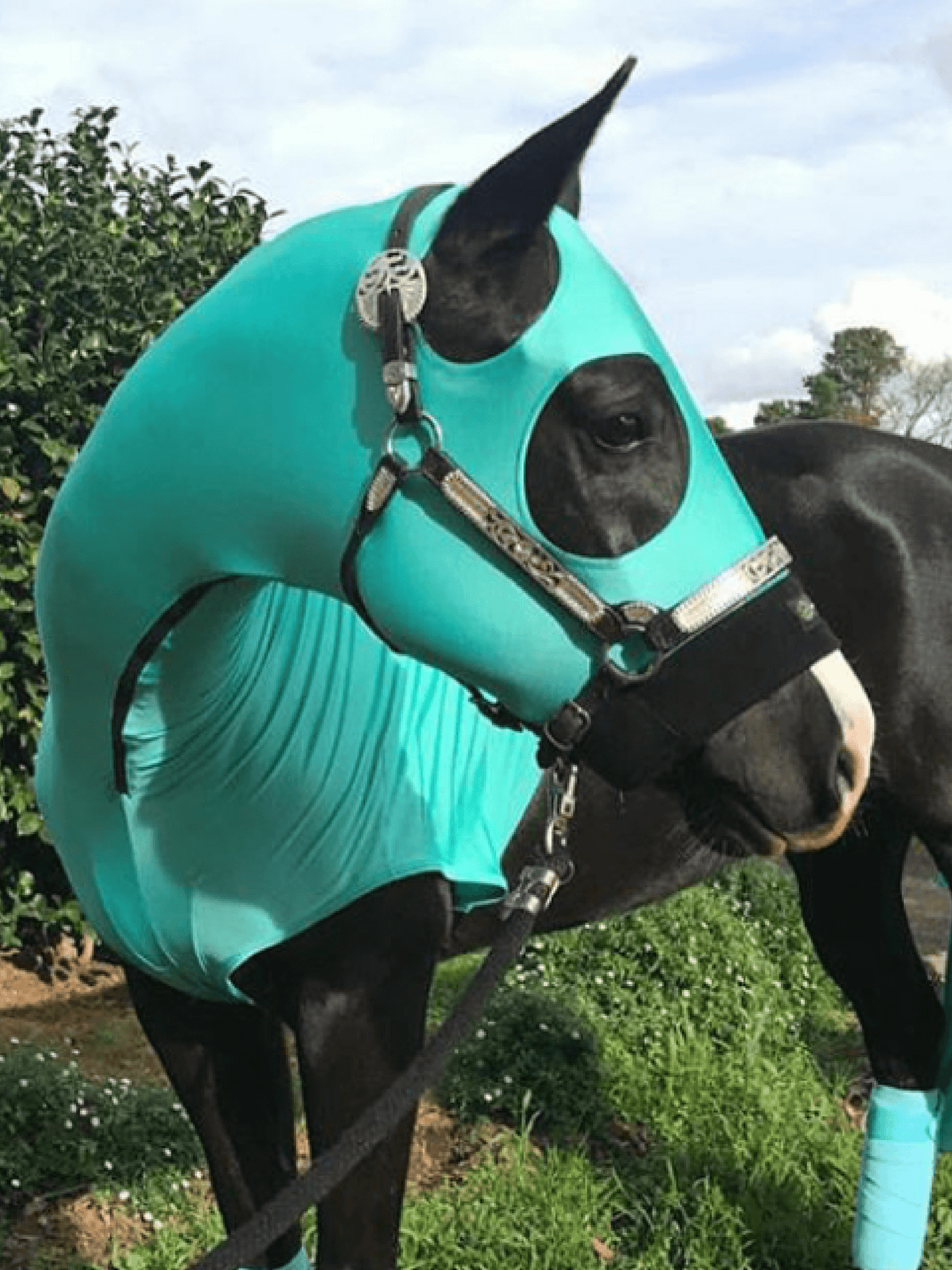 Horse wearing Turquoise HorzeHood NO EARS