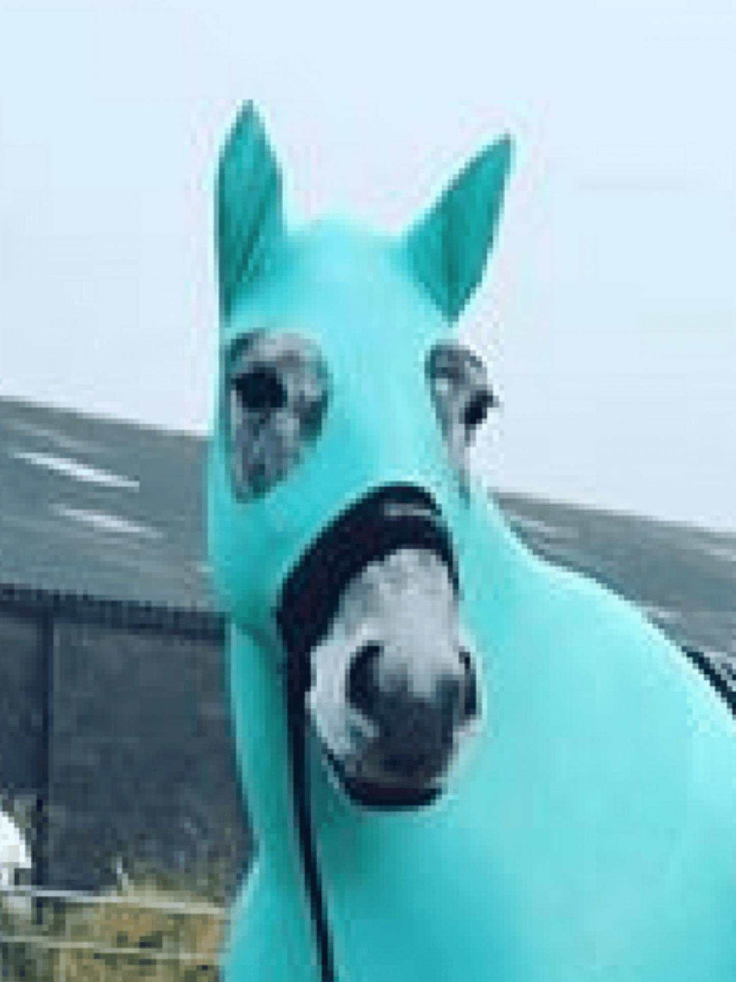 Horse wearing Turquoise HorzeHood WITH EARS