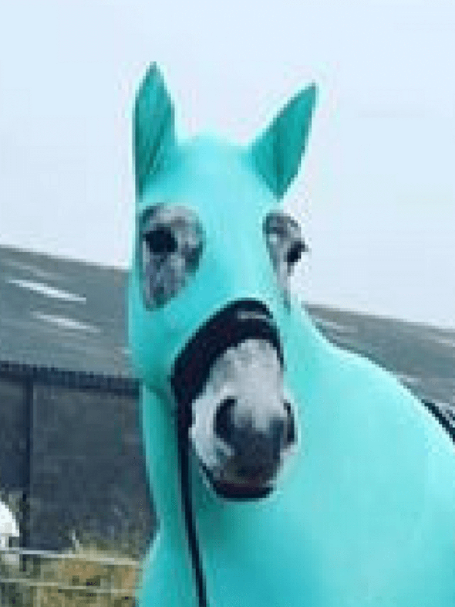 Horse wearing Turquoise HorzeHood with EARS for BIG Horses