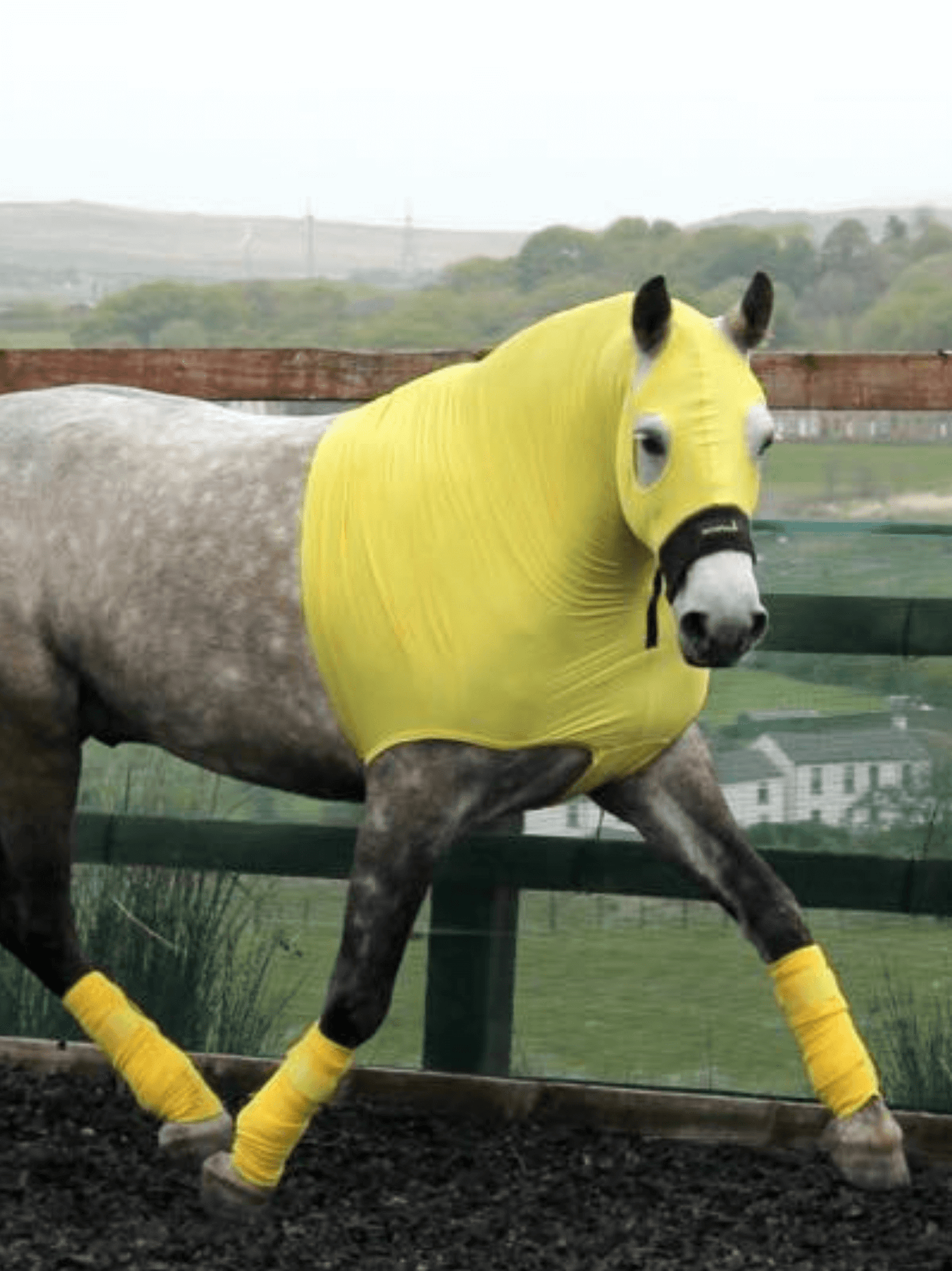 Horse wearing Yellow HorzeHood with NO EARS for BIG Horses